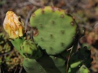 Cactus Img 1909
