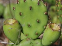 Img 1908 Cactus Maennchen