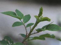 Rosen Doerner Img 2042