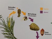 ... de Kreeslaaf vun der Natur...