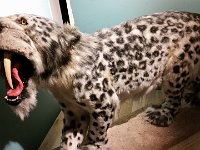 ... a Villes iwwert d'De'ieren. (Säbelzahnkaatz)