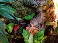 20170629 130829 TomatenFrosch