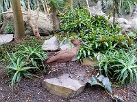 20170629 132210 Hammerkopf