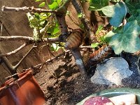 20170629 132859 Fauchschabe