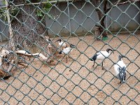 20170629 135325 Heiliger IBIS