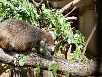 20170629 143412 Hutiaconga  Hutia de Cuba