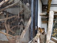 20170629 143725 MohrenMaki