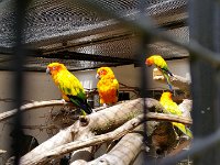 20170629 143932 SonnenSittich