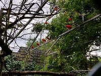 20170629 144738 Roter Sichler  Ibis rouge