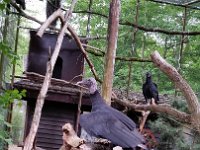 20170629 145158 Rabengeier