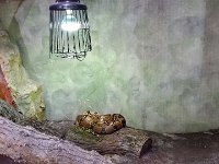 20170629 151058 Boa Constrictor  AbgottSchlange