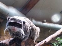 20170629 151610 Kaiserschnurrbart-Tamarin
