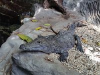 20170629 155045 BeulenKrokodil