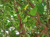20180623 105331  Again in the wild barbican forest - see the squirrel ?